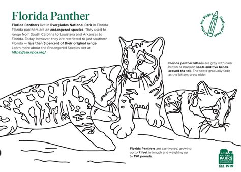 Park It — Learn About The Endangered Florida Panthers Of