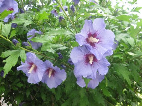 Blue Rose Of Sharon Hibiscus Syriacus 15 Seeds