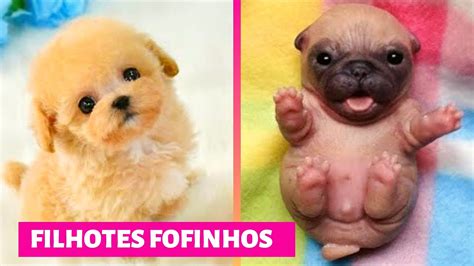 CACHORROS FOFOS Filhotes Fofos Cute Puppies Doing Funny YouTube