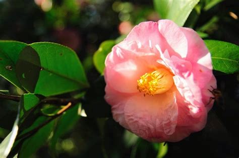 Camellias Of Alabama Camellia Bloom Flowers