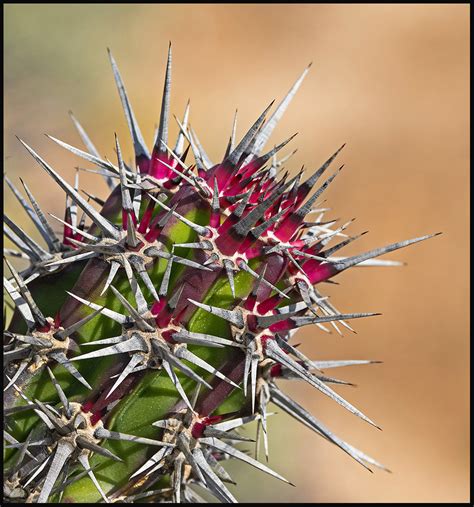 Cacti have numerous anatomical and behavioral adaptations for absorbing and storing water, preventing water loss, protecting themselves from predators, limiting damage from the hot sun, saving their energy, requiring few resources, and attracting pollinators. blog cactus spines - Do It Yourself Nature Travel