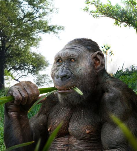 Study Last Common Ancestor Of Humans And Apes Looked Like Gorilla Or