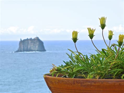 Free Images Sea Coast Grass Horizon Plant Flower View