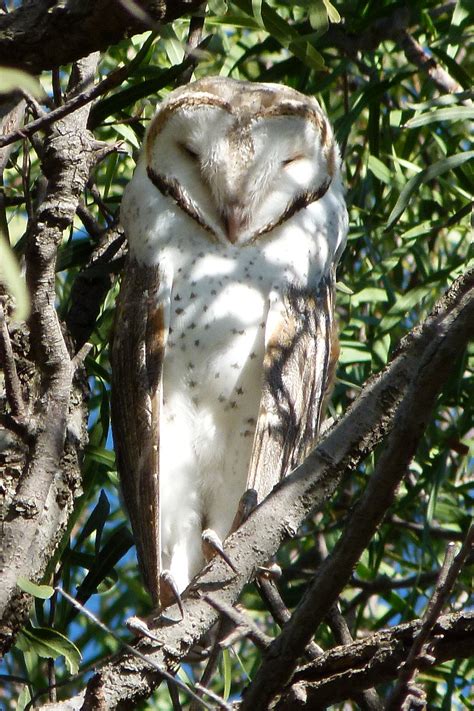 I don't have any in stock so there is a slight waiting time on each piece. Eastern Barn Owl (Tyto delicatula)