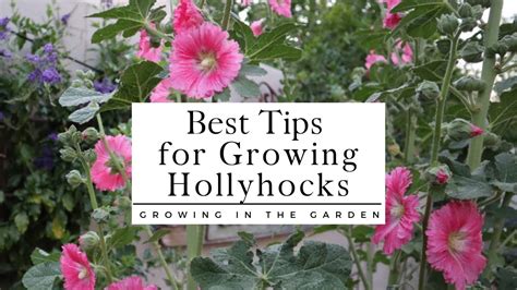 How To Plant And Grow Hollyhocks Plus Tips For Growing Hollyhocks In