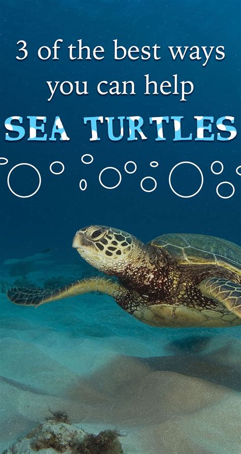 3 Of The Best Ways You Can Help Sea Turtles Pin Sea Turtle Pins Sea