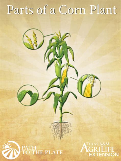 Pttp Parts Of A Corn Plant Diagram Quizlet