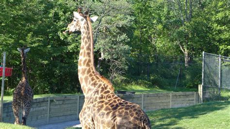 Interesting Places And Events Toronto Zoo Animals Except