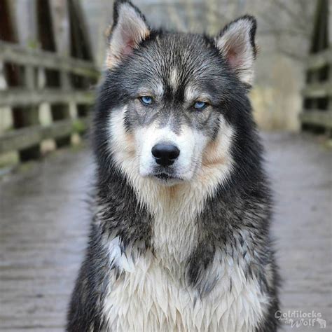 Find local siberian husky puppies for sale and dogs for adoption near you. Possible Agouti Pups, Opinions Wanted :) - Siberian Husky ...
