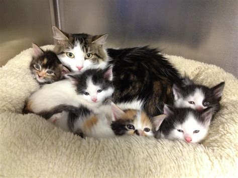 Because a cat can technically get pregnant every you probably won't have a say in the sire, the breed of cat, or how many litters your female cat has had before this most recent pregnancy. How Will How Many Kittens Can A Cat Have In One Litter Be ...