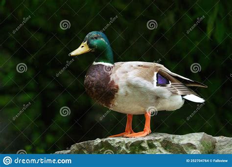 Portraint Of A Male Mallard Stock Photo Image Of Heads Portraint