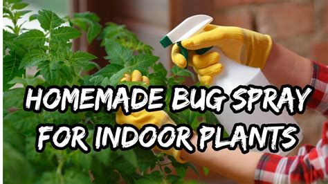 Homemade Bug Spray For Indoor Plants How To Youtube