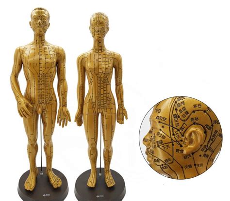 1pc acupuncture model 50cm 48cm male female with base human acupuncture point meridians model