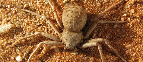 The 6 Eyed Sand Spider Critter Science