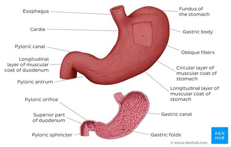 Stomach Tissue Labeled