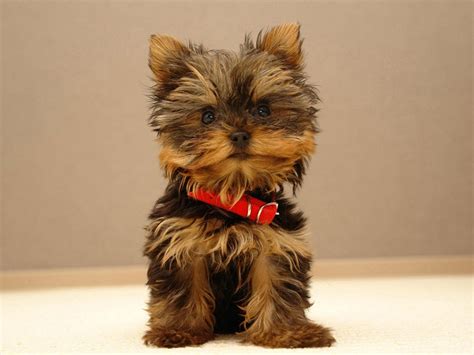 Top 10 Cutest Small Dog Breeds Top Inspired