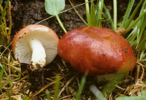 Edible Mushrooms In Idaho All Mushroom Info