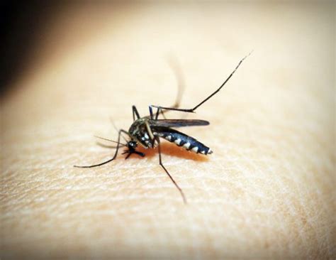 Mosquito Borne Diseases Michigan Resources And Activity College Of