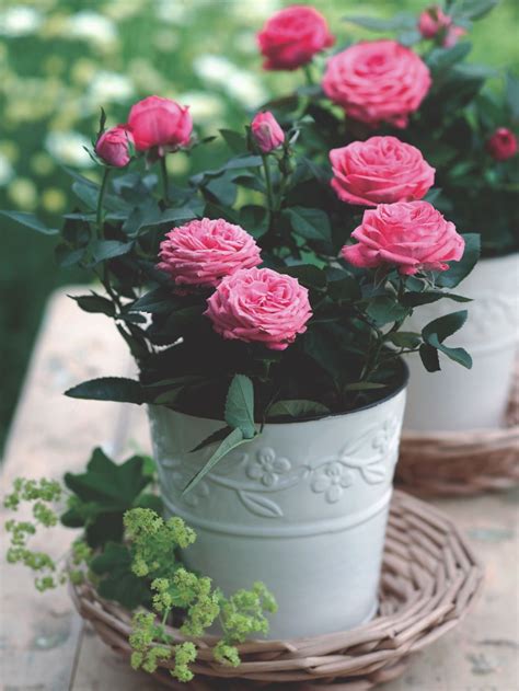Miniature Rose Indoors Planting Roses Indoor Roses Flower Pot Design