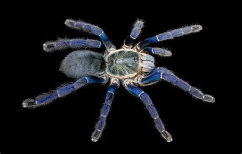 Why Are Some Tarantulas Blue Or Green Scientists Unlock Creepy Mystery