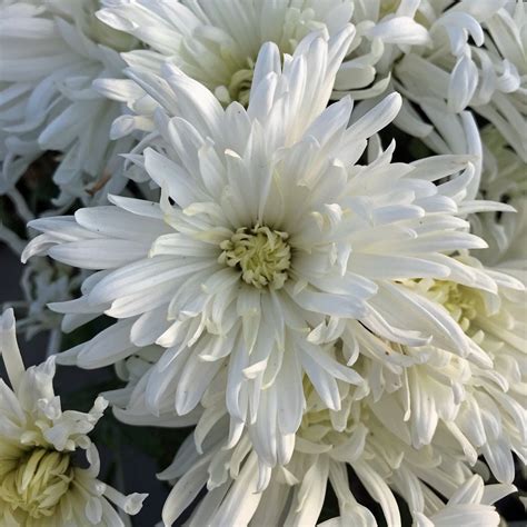 Ice Crystal Perennial Mum Plants For Sale Free Shipping
