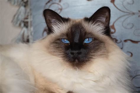 11 Blue Eyed Cat Breeds You Wont Be Able To Resist I Discerning Cat