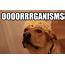 Dogs Say It Best In These Hilarious Memes 49 Pics  Izismilecom