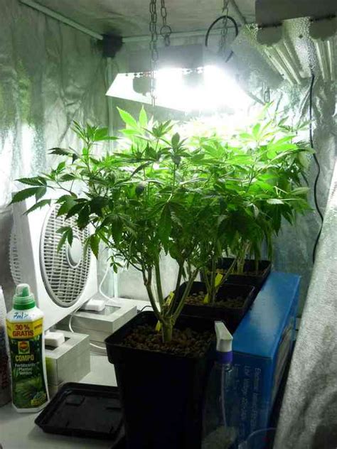 ¿es legal el autocultivo de marihuana en mi casa? Hacer y Mantener Plantas Madre de Marihuana - Blog de Grow ...