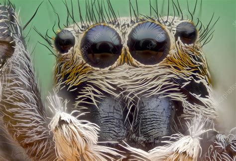 Maybe you would like to learn more about one of these? Jumping spider - Stock Image - C018/2452 - Science Photo ...