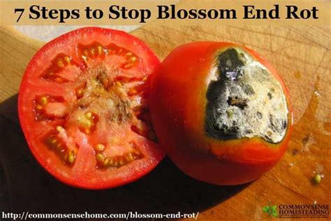 Tomatoes With Black Rotten Spots On The Bottom Odds Are You Have Blossom End Rot Learn How You
