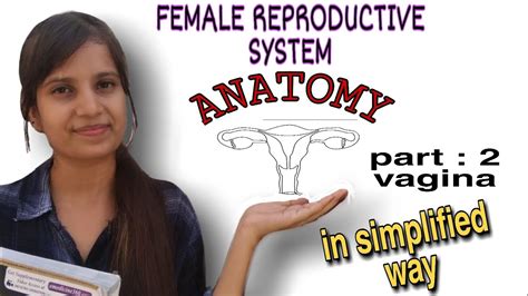 Anatomy Of Female Reproductive System Part 2 Vulva Vagina External Genitalia Obs And Gynae