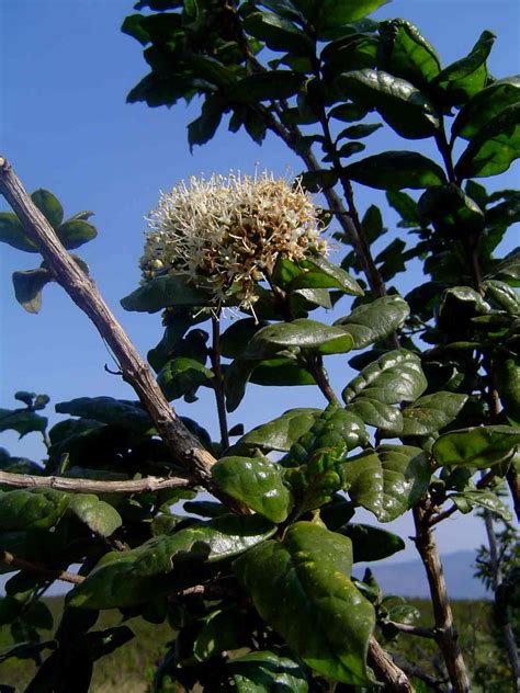 Flora Of Mozambique Species Information Individual Images Nuxia Congesta