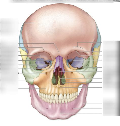 Anterior View Skull Diagram Quizlet