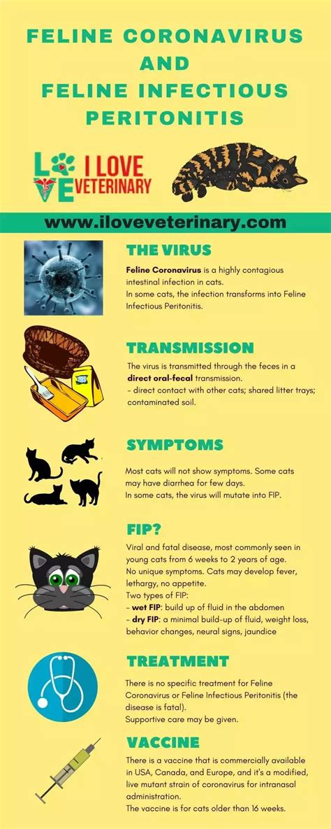 Feline Coronavirus And Feline Infectious Peritonitis I Love Veterinary