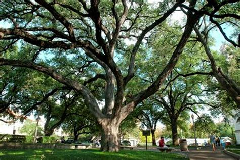 The Famous Trees In Texas That You Can Visit This Summer