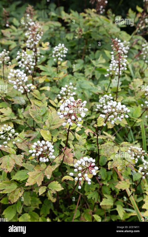 White Baneberry Actaea Pachypoda White Flowers Red Stems And Leaves