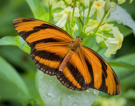 Beauty In The Garden Dryadula Phaetusa Banded Orange But Flickr