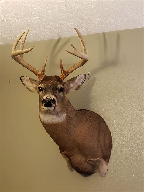 First Wall Mount Worthy Deer Hunting