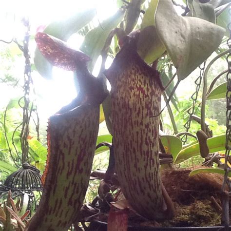 Nepenthes Pitcher Plant In Gardentags Plant Encyclopedia