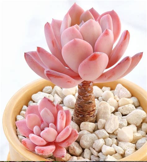 100 Gorgeous Succulent Plants Ideas For Indoor And Outdoor Full Of Aesthetics Page 8 Of 20