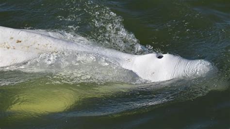 little hope of saving beluga whale stranded in seine