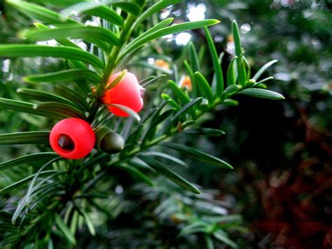 Take an illegal wiretap, for example. Pacific Yew (Taxus brevifolia) Tree Facts, Identification ...