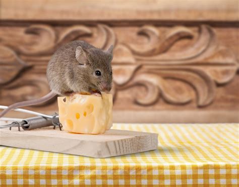 6 Easy Homemade Diy Mouse Traps Pest Wiki