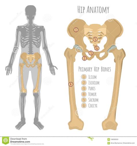 Male Hip Bone Anatomy Stock Vector Illustration Of Design 106592633