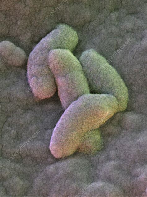 Campylobacter Jejuni Bacteria Sem Stock Image B Science