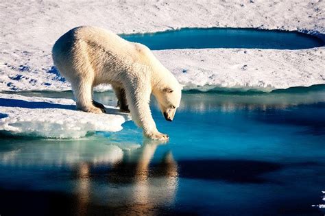 Climate Change Could Starve Polar Bears Into Extinction By