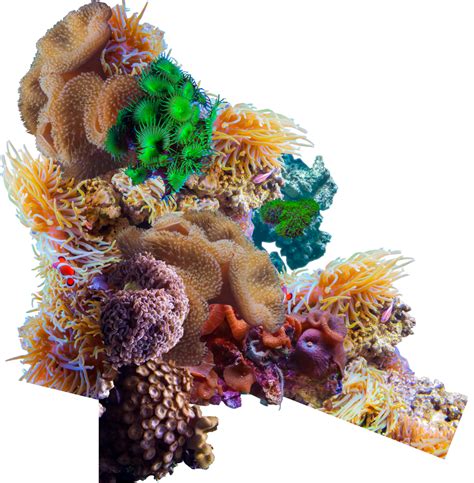 Coral Reef Png Png Image Collection