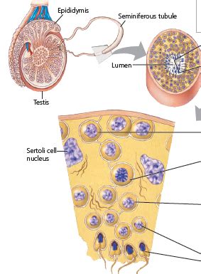Anatomi dan Fisiologi Sistem Reproduksi Pria dan Wanita ~ Scientists