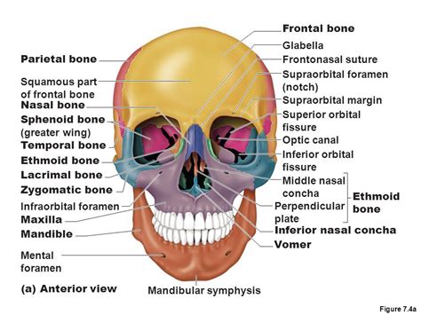 Bones Of The Axial Skeleton Ppt Video Online Download Facial Nerve Basic Anatomy And