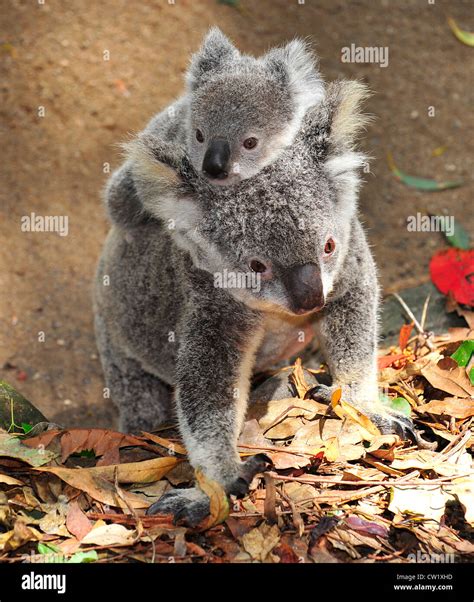 Koala Bear Mother With Cute Baby Joey On Her Back Walkingport Stock